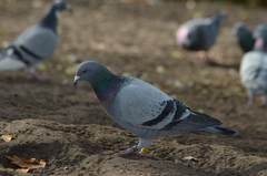 Columba livia domestica