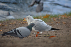 Chroicocephalus ridibundus