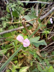 Dicliptera resupinata