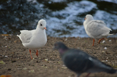 Chroicocephalus ridibundus