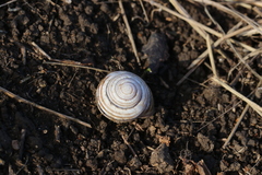 Caucasotachea vindobonensis