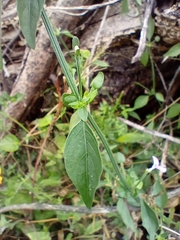 Dicliptera resupinata