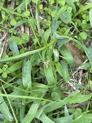Pisaurina dubia