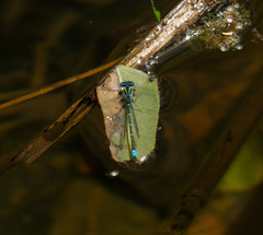 Austroagrion watsoni