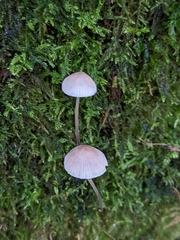 Mycena arcangeliana