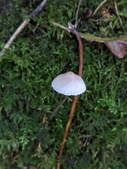 Mycena arcangeliana