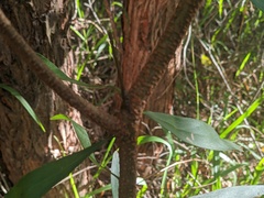 Persoonia conjuncta