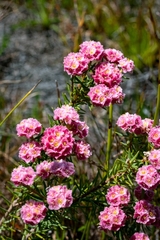 Lachnaea densiflora