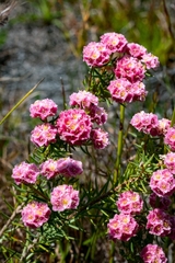 Lachnaea densiflora