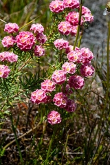 Lachnaea densiflora