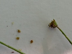 Ranunculus recurvatus