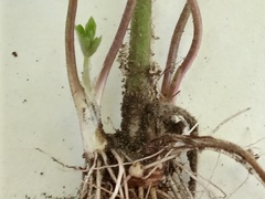 Ranunculus recurvatus