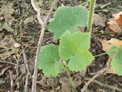 Ranunculus recurvatus