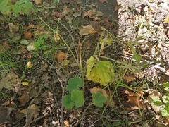 Ranunculus recurvatus
