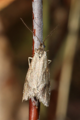 Diurnea lipsiella