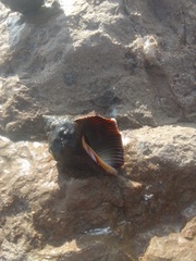 Rapaninae