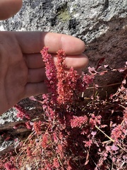 Bistorta vacciniifolia