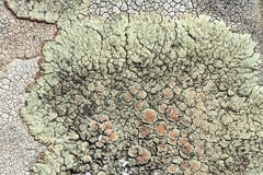 Lecanora bolcana