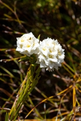 Lachnaea densiflora