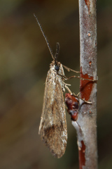 Diurnea lipsiella