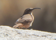 Upucerthia validirostris