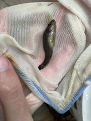 Aphredoderus sayanus