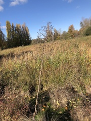 Lactuca virosa