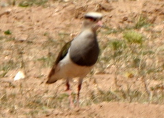 Vanellus resplendens
