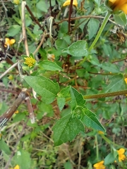 Sclerocarpus divaricatus