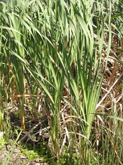 Typha capensis