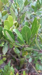 Ocotea pulchella