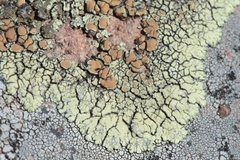 Lecanora bolcana