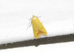 Aeolothapsa