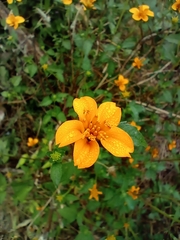 Sclerocarpus divaricatus