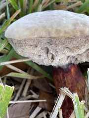 Hypomyces