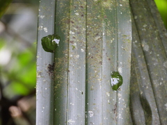 Centrolenidae