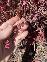 Bistorta vacciniifolia