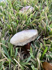Hypomyces