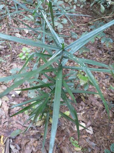 Dracaena perrottetii