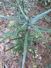 Dracaena perrottetii