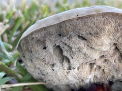 Hypomyces