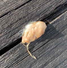 Reticularia lycoperdon