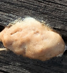Reticularia lycoperdon