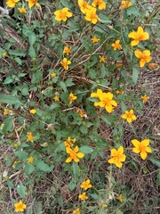 Sclerocarpus divaricatus