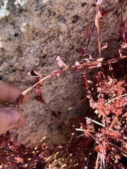 Bistorta vacciniifolia