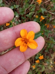 Sclerocarpus divaricatus