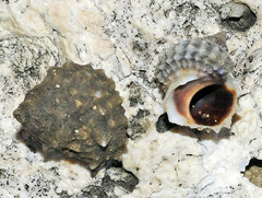 Echinolittorina tuberculata