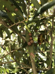 Belonocnema fossoria