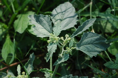 Chrozophora tinctoria