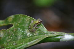 Pristimantis omeviridis